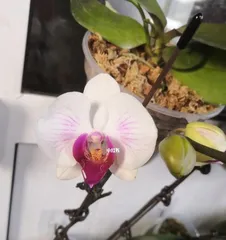 Care methods after the orchid blossoms (How to keep the orchid healthy and beautiful)0
