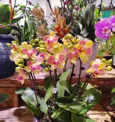 Care methods after the orchid blossoms (How to keep the orchid healthy and beautiful)1