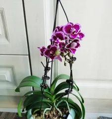 Care methods after the orchid blossoms (How to keep the orchid healthy and beautiful)2