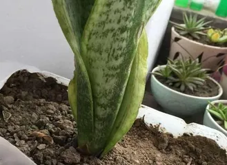 What is the timing and care method for potting the下山黄荆桩? What precautions should be noted?0