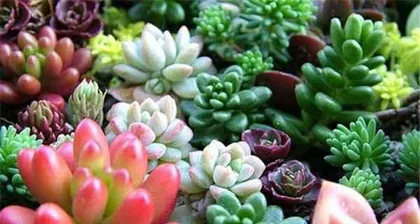What is the timing and care method for potting the下山黄荆桩? What precautions should be noted?1
