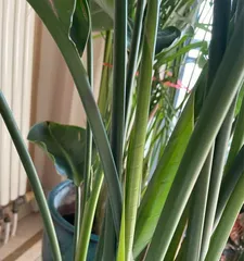 Care methods after repotting Birds of Paradise (How to water Birds of Paradise? Precautions for watering!)0
