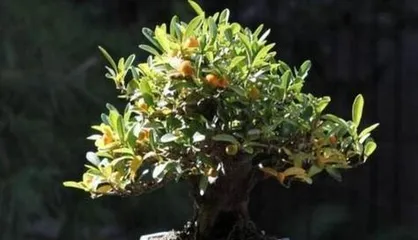 What is the timing and care method for potting the下山黄荆桩? What precautions should be noted?2