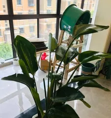 Care methods after repotting Birds of Paradise (How to water Birds of Paradise? Precautions for watering!)1