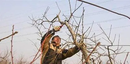 How to properly prune an apple tree? What should be noted when pruning apple trees?
