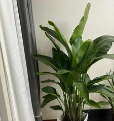 Care methods after repotting Birds of Paradise (How to water Birds of Paradise? Precautions for watering!)2