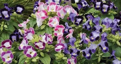 How to Care for Xiaojin (Essential Skill for Creating a Charming Garden)0