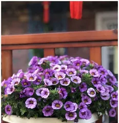 How to Care for Xiaojin (Essential Skill for Creating a Charming Garden)1