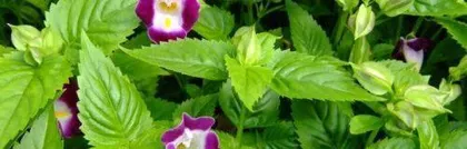 How to Care for Xiaojin (Essential Skill for Creating a Charming Garden)2
