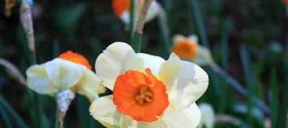 A Guide to Flower Care for Women Born in the Year of the Rooster (15 Marvelous Flowers to Enhance Beauty)0