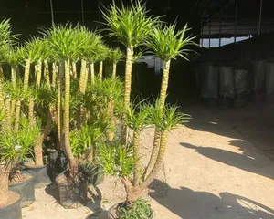 Creating a Dracaena Tree Trunk Style: Step-by-Step Guide (From Pruning to Care, Making Your Dracaena a Coveted Gardening Piece)0