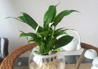 The Method and Precautions of Aquatic Cultivation of Osmanthus (Aquatic Cultivation Techniques, Cultivation Environment, Maintenance Methods, Common Problems)0