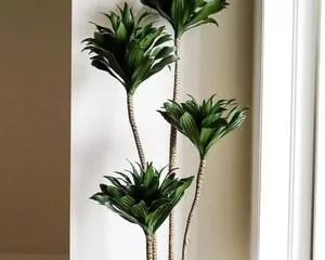 Creating a Dracaena Tree Trunk Style: Step-by-Step Guide (From Pruning to Care, Making Your Dracaena a Coveted Gardening Piece)1