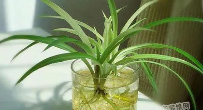 The Method and Precautions of Aquatic Cultivation of Osmanthus (Aquatic Cultivation Techniques, Cultivation Environment, Maintenance Methods, Common Problems)1