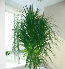 Creating a Dracaena Tree Trunk Style: Step-by-Step Guide (From Pruning to Care, Making Your Dracaena a Coveted Gardening Piece)2