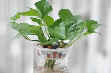 The Method and Precautions of Aquatic Cultivation of Osmanthus (Aquatic Cultivation Techniques, Cultivation Environment, Maintenance Methods, Common Problems)2