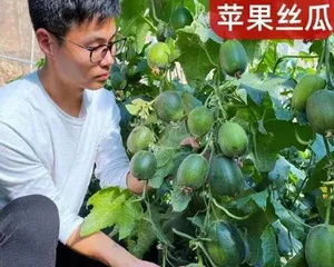 Can apple seeds be planted? - An Analysis of Apple Seed Planting and Germination (Understanding the Growth Characteristics and Planting Methods of Apple Seeds Through Experiments)