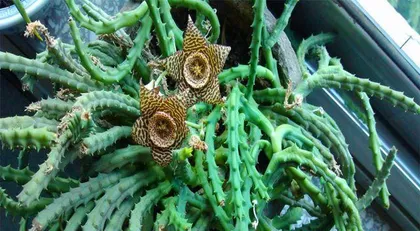 An Explanation of the Flowering Cycle and Care Methods of Leopard Lily (A Decade of Waiting for Its Brilliant Blooms)0