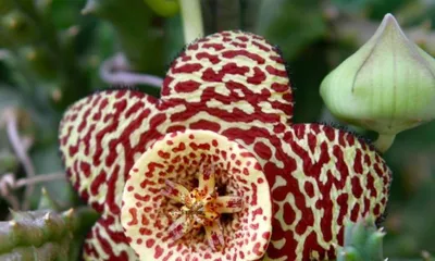 An Explanation of the Flowering Cycle and Care Methods of Leopard Lily (A Decade of Waiting for Its Brilliant Blooms)1