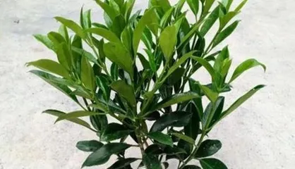 What should be noted when caring for African jasmine in winter? How can they stay healthy throughout the winter?0