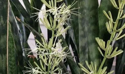 An Explanation of the Flowering Cycle and Care Methods of Leopard Lily (A Decade of Waiting for Its Brilliant Blooms)2