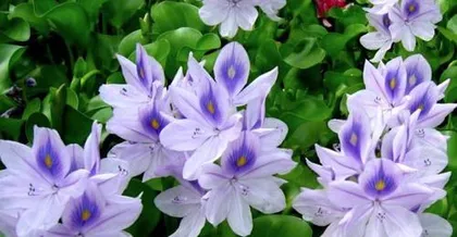 Discuss the precautions for indoor maintenance of Eichhornia crassipes ("Understand the toxicity of Eichhornia crassipes and adopt correct care methods")0