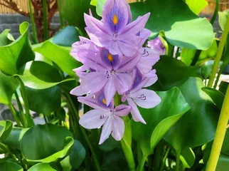 Discuss the precautions for indoor maintenance of Eichhornia crassipes ("Understand the toxicity of Eichhornia crassipes and adopt correct care methods")1