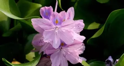Discuss the precautions for indoor maintenance of Eichhornia crassipes ("Understand the toxicity of Eichhornia crassipes and adopt correct care methods")2