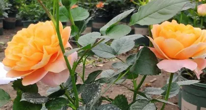 Soft Pink Rose – The Classic Choice for Your Garden (Pros, Cons, and Cultivation Tips All in One)