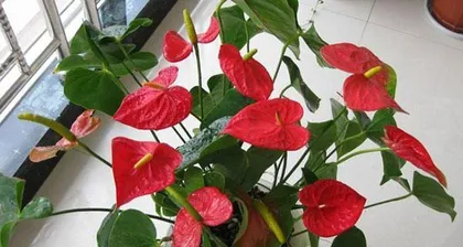The Reason Why Anthuriums Love Water and Their Care Methods (Popular Science)0