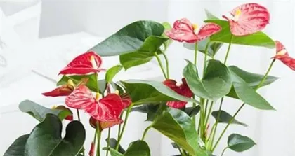 The Reason Why Anthuriums Love Water and Their Care Methods (Popular Science)1