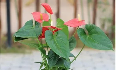 The Reason Why Anthuriums Love Water and Their Care Methods (Popular Science)2