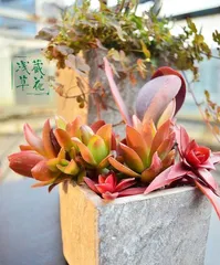 The Care and Shaping Techniques of Tangyin Old Stocks (Tangyin Old Stocks Shaping Secrets, Creating Perfect Garden Landscapes)0