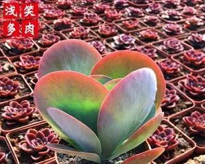 The Care and Shaping Techniques of Tangyin Old Stocks (Tangyin Old Stocks Shaping Secrets, Creating Perfect Garden Landscapes)1