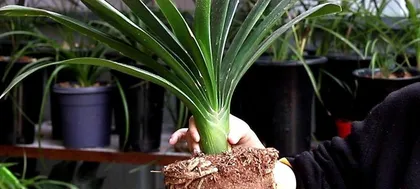 How to choose the right pot for a Clivia? What should be noted when caring for Clivia?0