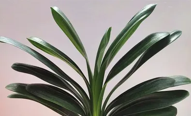 How to choose the right pot for a Clivia? What should be noted when caring for Clivia?1