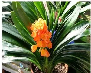 How to choose the right pot for a Clivia? What should be noted when caring for Clivia?2