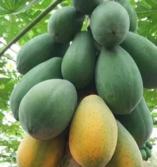 Is it beneficial to pour milk on fruit trees? (Exploring the impact and effects of milk on the growth of fruit trees)