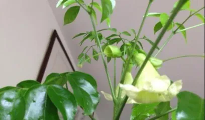 How fast does the Happy Tree grow? (How many can it grow in a year? How to plant it?)0