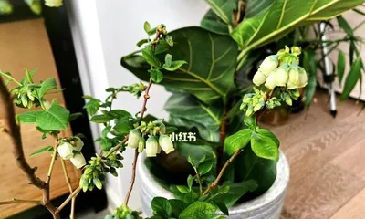 Blueberry Pot Cultivation Methods (Choosing the Right Pot, Soil, and Care Methods)1