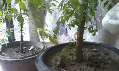 How fast does the Happy Tree grow? (How many can it grow in a year? How to plant it?)1