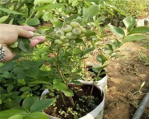 Blueberry Pot Cultivation Methods (Choosing the Right Pot, Soil, and Care Methods)2