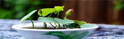 Lotus Pond Cultivation Guide (Potting Time and Maintenance Methods)0