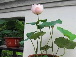 Lotus Pond Cultivation Guide (Potting Time and Maintenance Methods)1