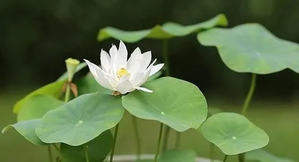 Lotus Pond Cultivation Guide (Potting Time and Maintenance Methods)2