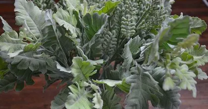 What to do if the leaves of the silverleaf euphorbia wilt? Teach you how to easily restore (silverleaf euphorbia care tips, disease diagnosis, rescue methods)0
