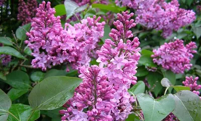 How to care for lilacs? How to propagate lilacs?0