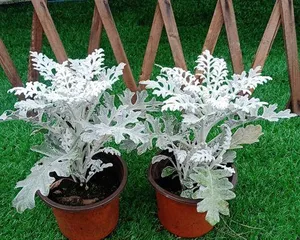 What to do if the leaves of the silverleaf euphorbia wilt? Teach you how to easily restore (silverleaf euphorbia care tips, disease diagnosis, rescue methods)1