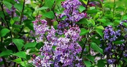 How to care for lilacs? How to propagate lilacs?1