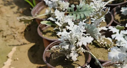 What to do if the leaves of the silverleaf euphorbia wilt? Teach you how to easily restore (silverleaf euphorbia care tips, disease diagnosis, rescue methods)2